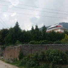 tangal.jpg
