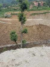 tarkeswor1.jpg